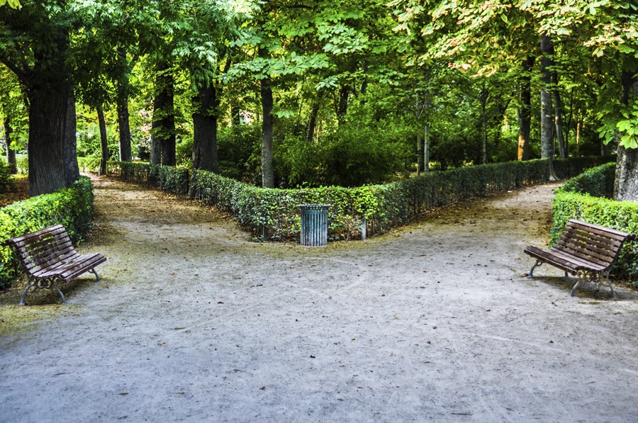 diverging paths in the woods